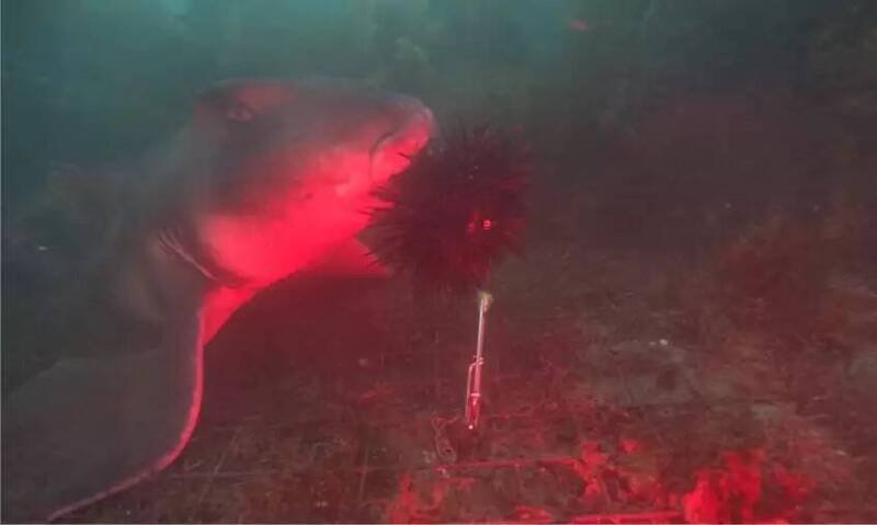 影片中的杰克逊港鲨鱼（Port Jackson shark），可以轻松处理跟牠头一样大的海胆。（图撷取自影片）