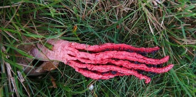 这种真菌的学名为Clathrus archeri，俗称「恶魔手指」或「章鱼鬼笔」，原产于纽西兰和澳洲。（图撷取自New Forest National Park）