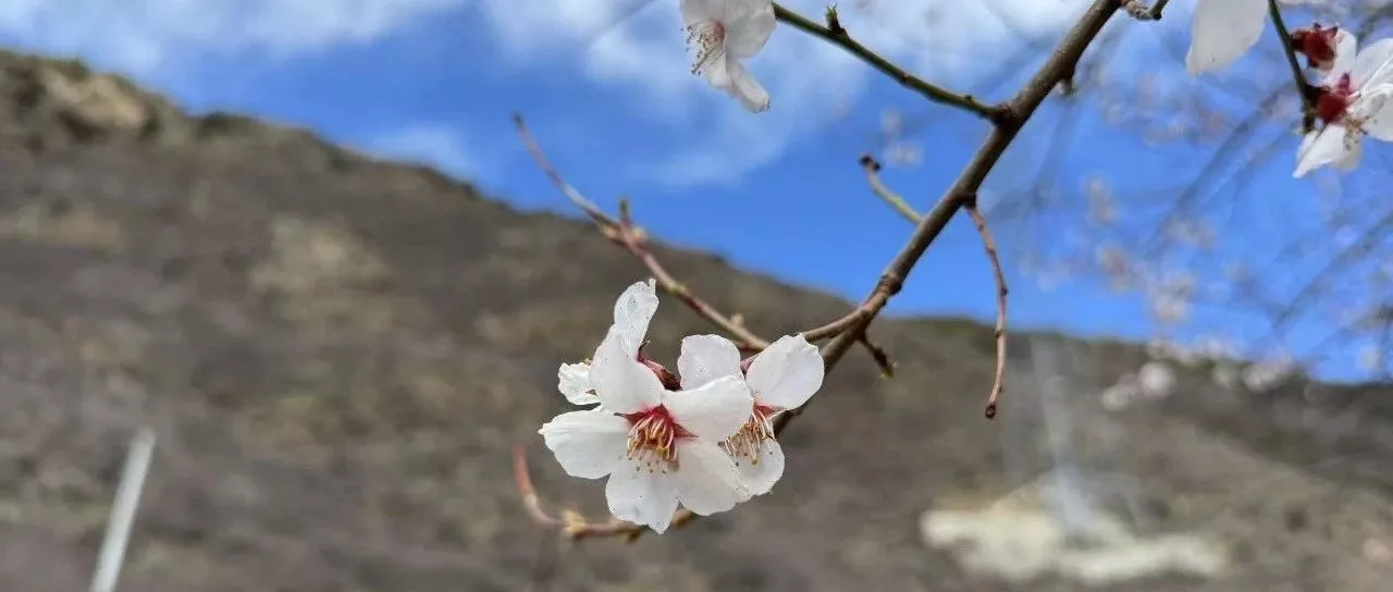 借着吴柳芳"擦边"视频，聊几个被恶意淹没的常识