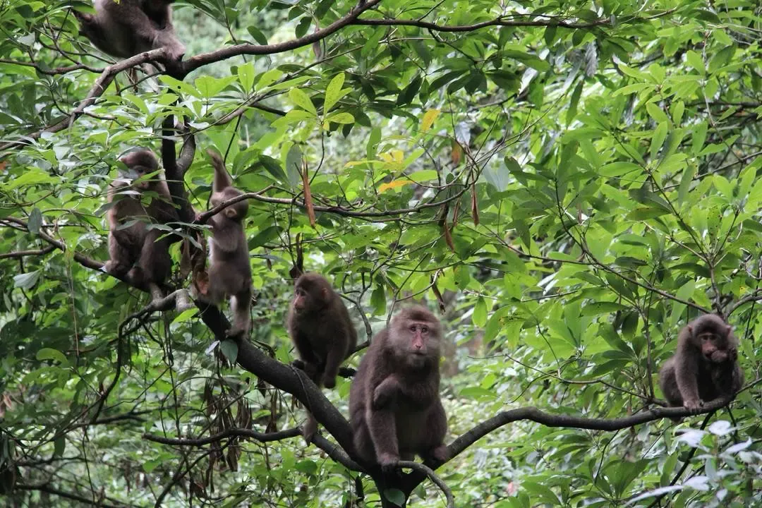 峨眉山猴群以多种植物的叶、芽、果、枝及竹笋为食。夏中林 摄