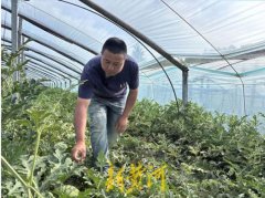 西瓜甜吗？中国鉴瓜师3秒判别 收入惊呆网友
