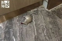 上海3600万豪宅变垃圾屋    逼疯邻居
