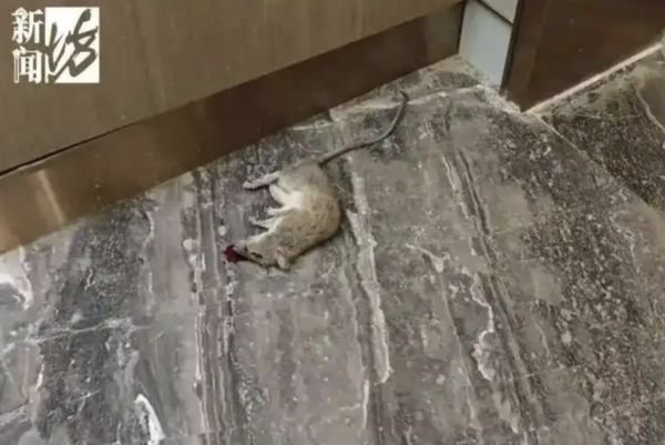 ▲▼上海1.5亿豪宅变「垃圾屋」 妇人天天拾荒逼疯邻居。 （图/翻摄新闻坊）