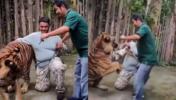 ▲▼和老虎合照「0距离狂撸」！ 男游客下秒遭飞扑猛咬 惊悚画面曝。 （图/翻摄自X）