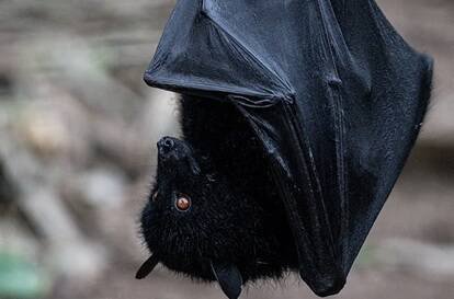 HKU5病毒最早于2005年在中国被发现,其宿主为1种名为「日本家蝠」(Pipistrellus abramus)的蝙蝠,但科学家是近期才确认它能利用ACE2受体。(法新社资料照) HKU5病毒最早于2005年在中国被发现,其宿主为1种名为「日本家蝠」(Pipistrellus abramus)的蝙蝠,但科学家是近期才确认它能利用ACE2受体。(法新社资料照)