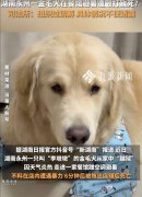 金毛蹭空调被打死 司法部门：组织过调解