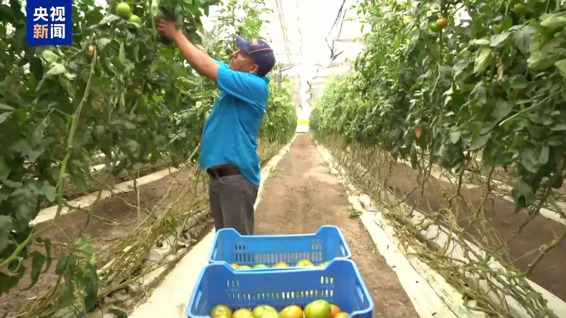 美墨“番茄协议”将到期 经销商：关税将致番茄涨价