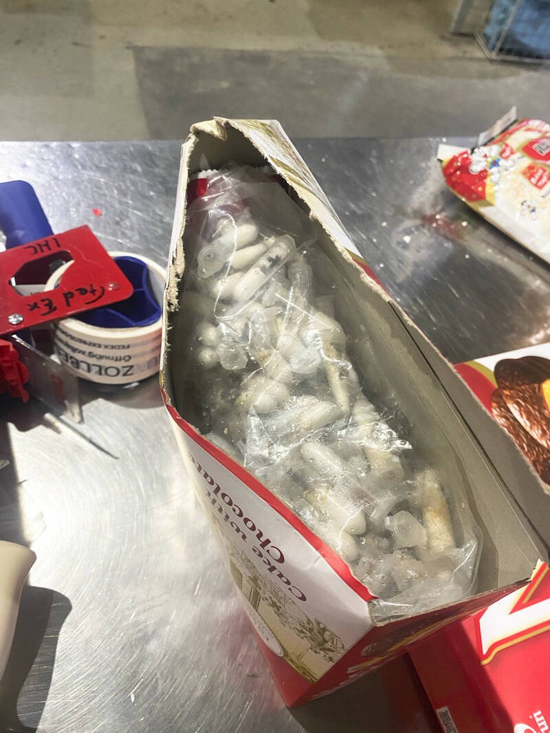 狼蛛被藏在运往科隆波恩机场的巧克力海绵蛋糕盒中的塑胶容器内。(美联社) 狼蛛被藏在运往科隆波恩机场的巧克力海绵蛋糕盒中的塑胶容器内。(美联社)