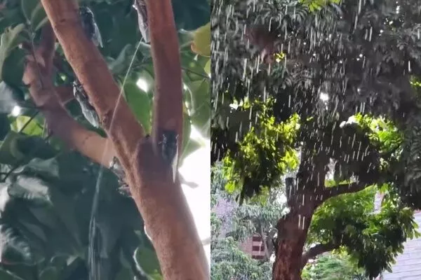 上海“喷射式蝉尿”如下大雨 居民崩溃 专家:有甜味