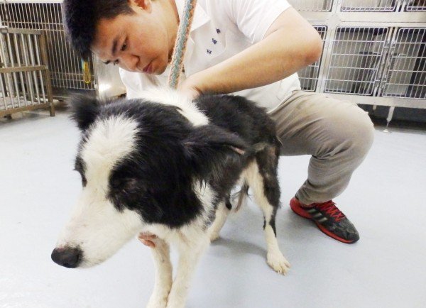 动保员发现牧羊犬遭恶意弃养,仍在大雨中痴等主人回来。(基隆市动物保护防疫所提供) 动保员发现牧羊犬遭恶意弃养,仍在大雨中痴等主人回来。(基隆市动物保护防疫所提供)