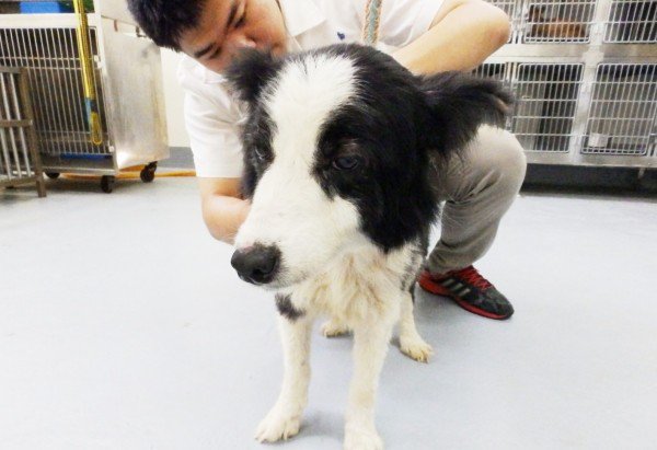 牧羊犬因年老遭弃养,动保所发出追缉。(基隆市动物保护防疫所提供) 牧羊犬因年老遭弃养,动保所发出追缉。(基隆市动物保护防疫所提供)