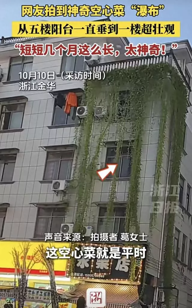 住户5楼种的空心菜垂到1楼 邻居开窗一掐一盘菜
