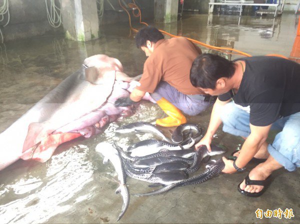 长滨定置网又捕获怀孕母鲨,但母鲨已死亡,渔民立刻剖腹抢救小鲨。(记者张存薇摄)
长滨定置网又捕获怀孕母鲨,但母鲨已死亡,渔民立刻剖腹抢救小鲨。(记者张存薇摄)