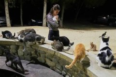 赛普勒斯野猫泛滥成灾 100万居民对100万只猫