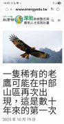 独家》台湾绝迹猛禽出现中部深山?  原来是网站遭盗用的假讯息
