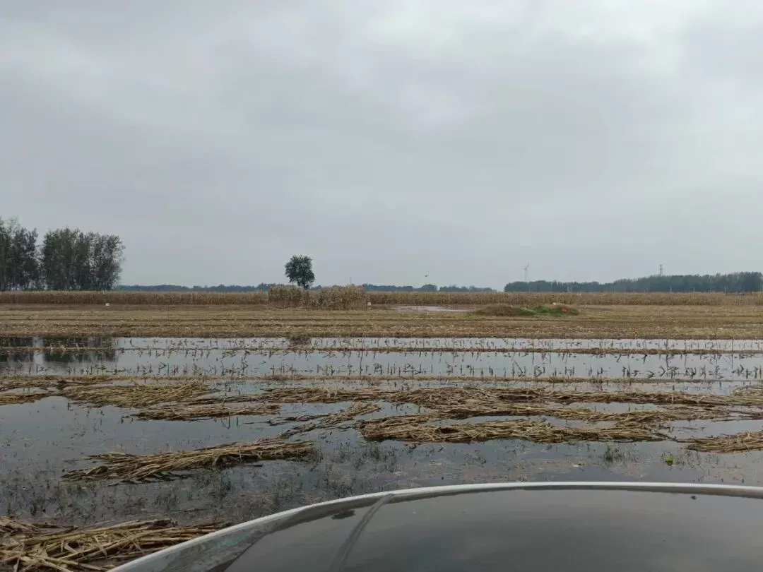 部分已经收割的玉米地中,积水较深/受访者供图