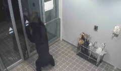 住上瘾了？日本秋田熊连伤4人强占民宅 待了2天仍未离开