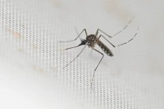 香港首例屈公病死亡 77岁男曾赴中国