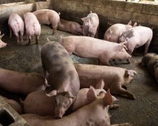 研究：基因编辑猪可抗「典型猪瘟」 惟与非洲猪瘟是不同病毒