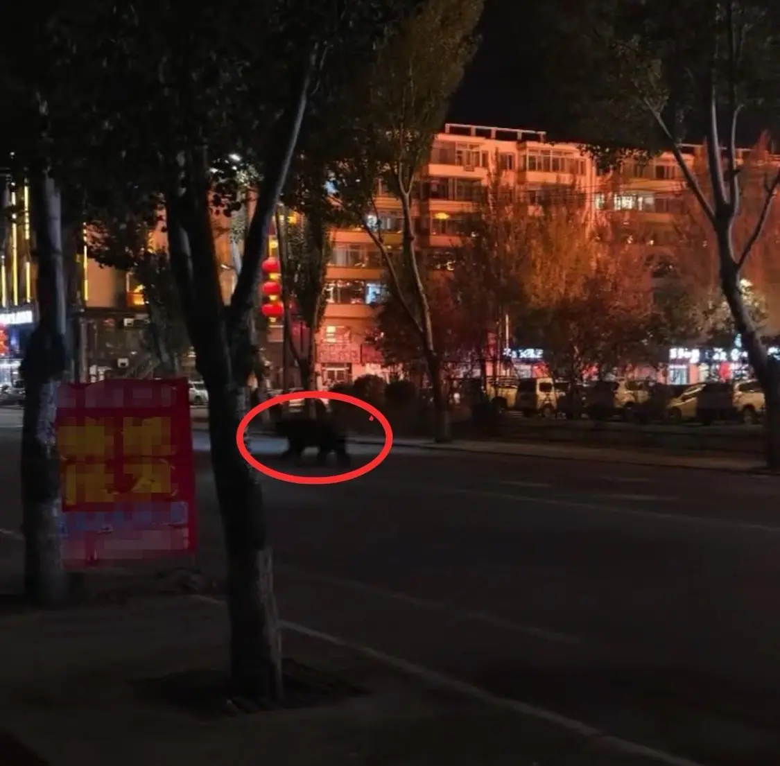 大黑熊独闯县城闹市区,警方连开10多枪击毙