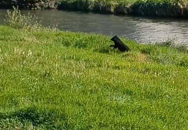 岩手县盛冈市中心出现黑熊踪影。（图撷自X）