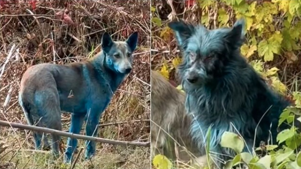 切尔诺贝利惊现“蓝狗” 辐射造成？专家曝真相