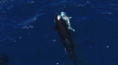科学家首度直击！虎鲸猎杀大白鲨 竟用「瘫痪技」活体摘肝