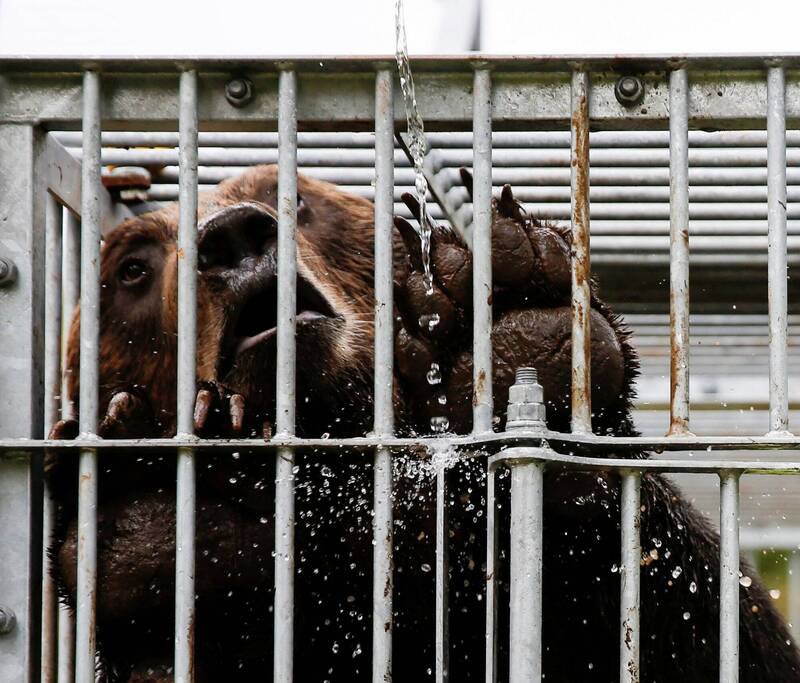 日本秋田县3日又有2人遭到熊袭送医，县内今年已累计3死50余伤。图为日本先前捕获的熊只。（路透）