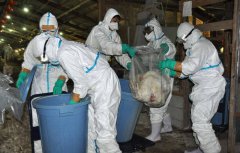 日本禽流感从北海道扩散！新潟养鸡场将扑杀63万只