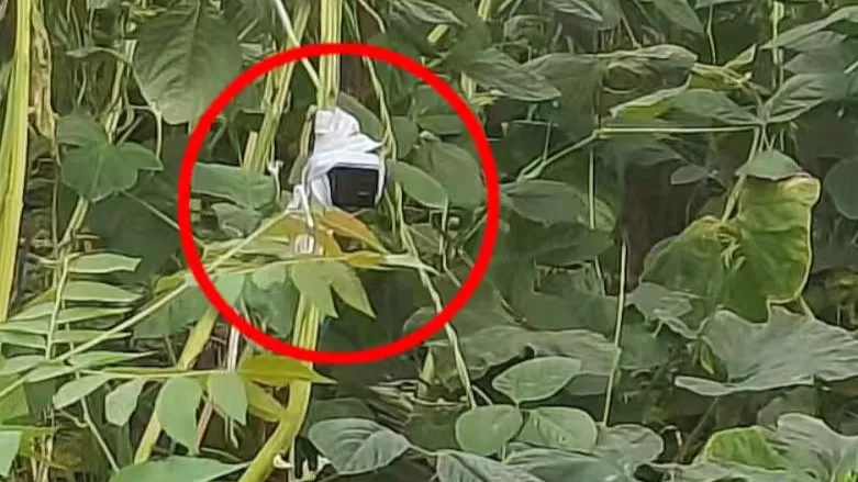 上海荒地现摄像头和12万现金？数小时蹲守后，可疑男子出现