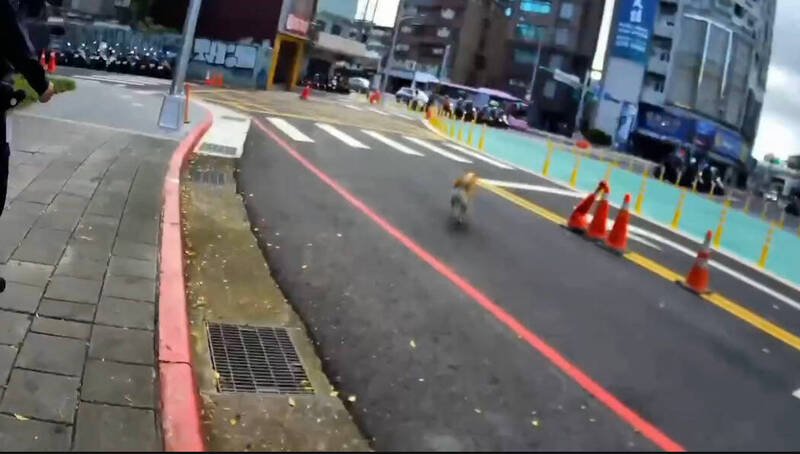 当警车返抵派出所、甫一开启车门时，这只机警的毛孩竟趁隙「越狱」。（记者郑景议翻摄）