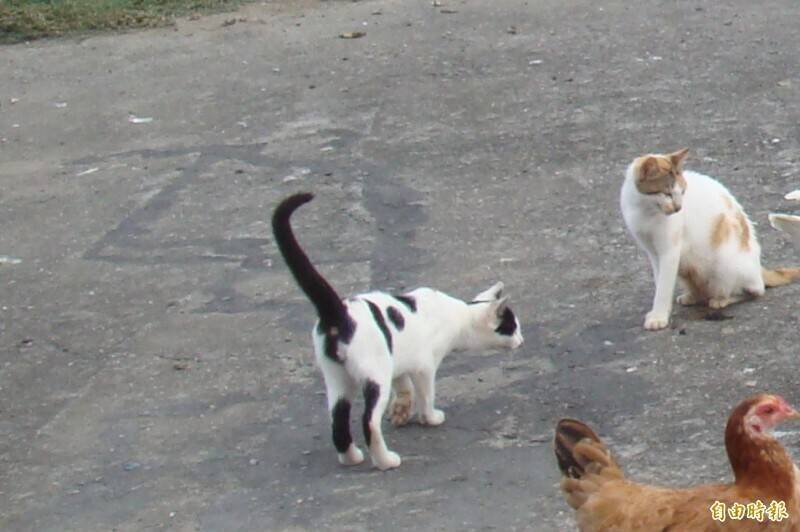 动物保护法规定，任意宰杀或虐待动物，可处2年以下徒刑或拘役，并科20万至200万元罚金。（资料照）