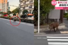 不只熊出没!东京街头也惊见野猪狂奔 吓坏路人
