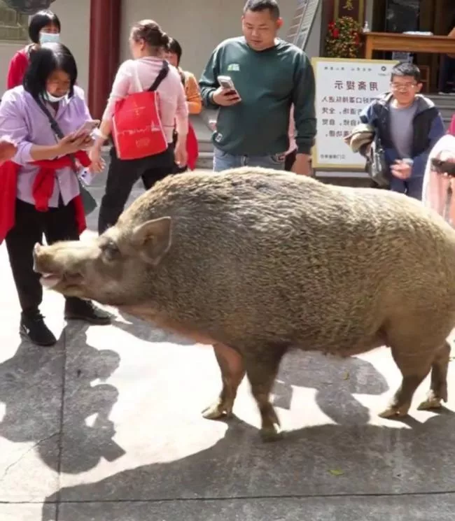 猪八戒后人? 150KG“猪五妹”爆红