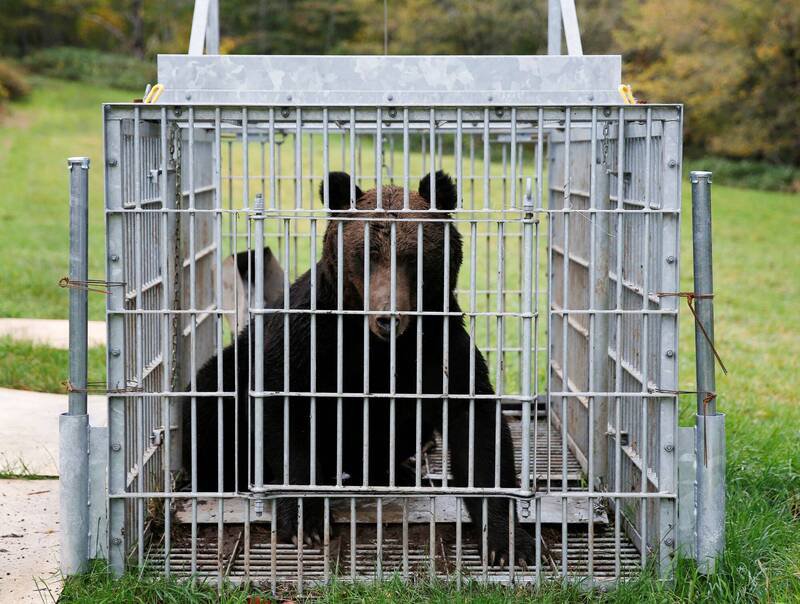 今（8日）下午惊传有只幼熊闯入山形县JR新庄站，导致部分列车暂时停运；示意图，图与新闻事件无关。（路透社资料照）