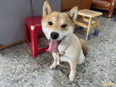 日本群马县女子遭熊突袭 勇敢柴柴怒吠吓退野熊