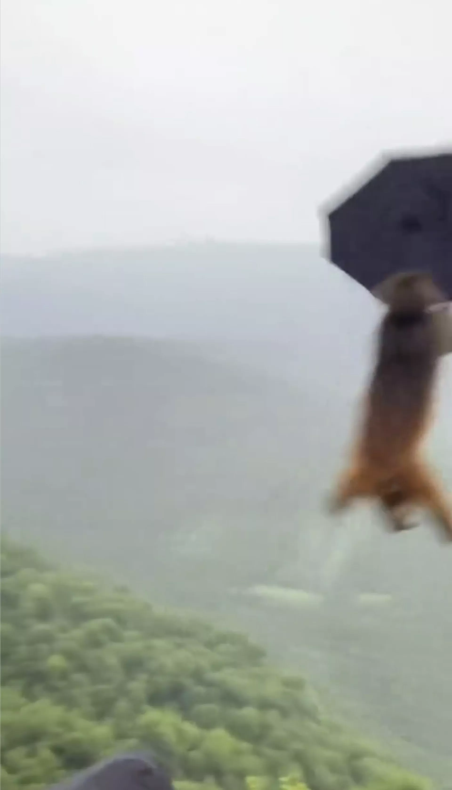 网传视频有行山男撑伞时，被1隻猴子抢去雨伞当降落伞。（视频截图）