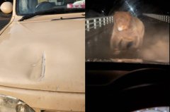 一掌拍凹车头！北海道巨大棕熊「追车猛打」 牧场员工逃命画面曝