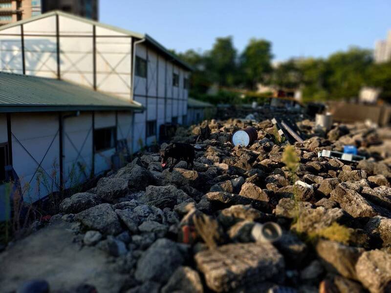 基隆市消防局两只搜救犬目前已获得国际A级认证。（记者吴升儒翻摄）