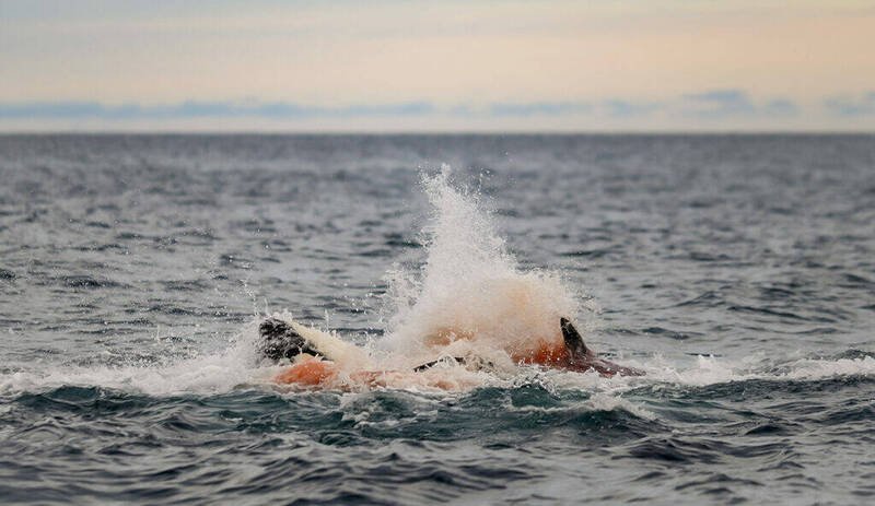 挪威外海直击全球首例野生虎鲸分娩，画面显示雌鲸产下幼鲸的瞬间，鲸群激起巨大水花，保护刚诞生的新生命。（图：Orca Channel）