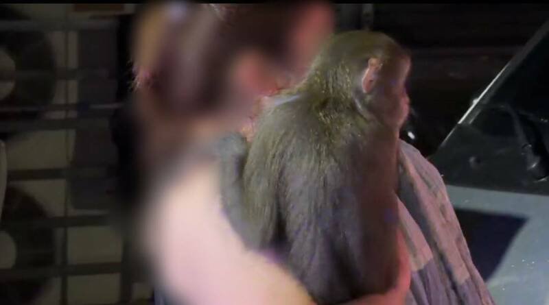 高雄市前镇区衙华街今天（10日）凌晨近1点发生火警，有住户情急之下抱著饲养的猴子逃生，小猴非合法登记饲养，农业局将带离安置，并开罚饲主。（读者提供）