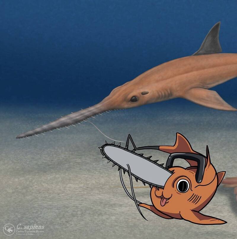 智利最新出土的鱼类化石，考古研究团队以日本动漫《链锯人》吉祥物为灵感，将其命名为「波奇塔锯鲨」。（图撷取自@@clubmitaka 社群平台「X」）