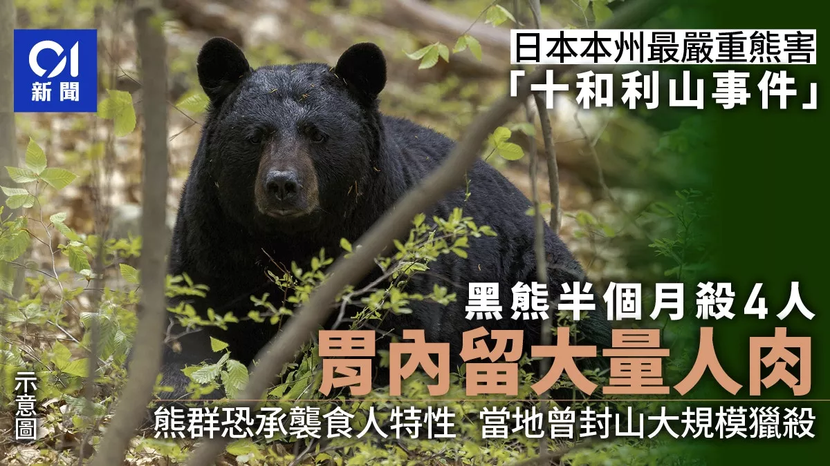日本熊害“十和利山事件”半月夺4命 胃内大量人肉