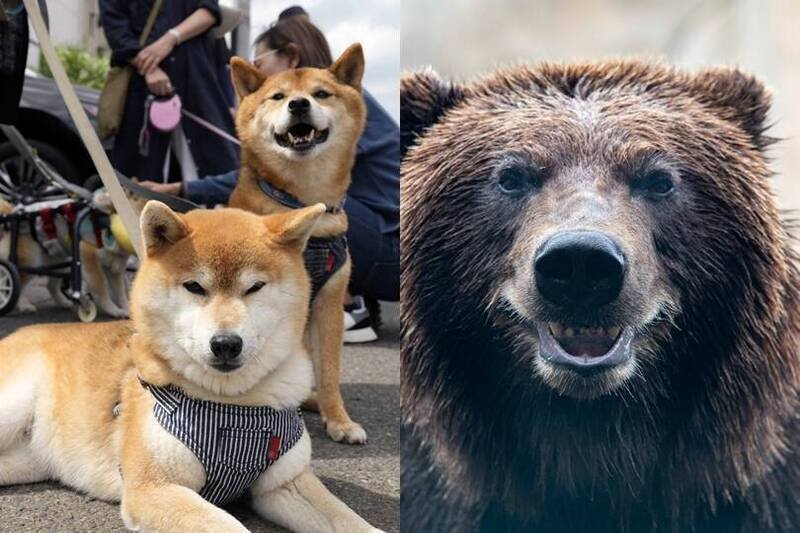 日本再度传出民众饲养的柴犬遭到熊袭带走失踪。示意图，与本新闻无关。（合成图）