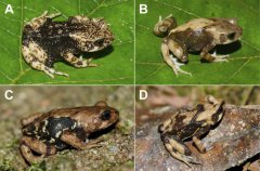 坦尚尼亚发现3种新蟾蜍 直接生出「小蟾蜍」跳过蝌蚪期