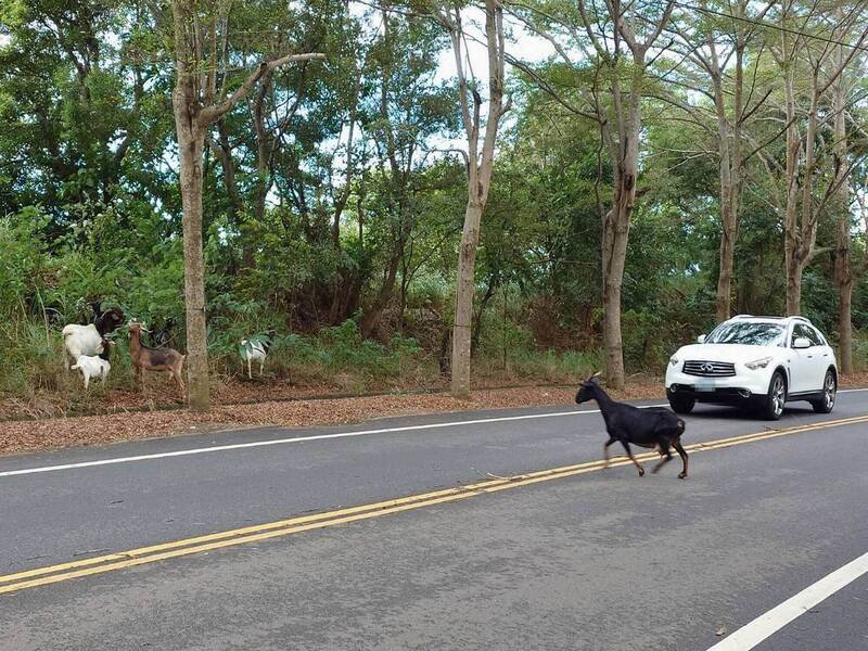 羊群在139线车道上乱窜，险与车辆发生碰撞。（图由民众提供）