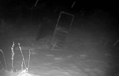 北海道400公斤超巨熊现身 轻松掀翻300公斤陷阱影片曝！