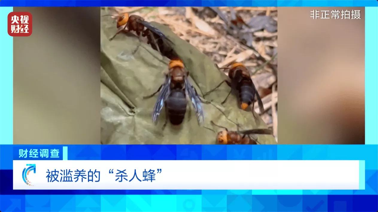 "杀人蜂"遭滥养:利润高达10倍