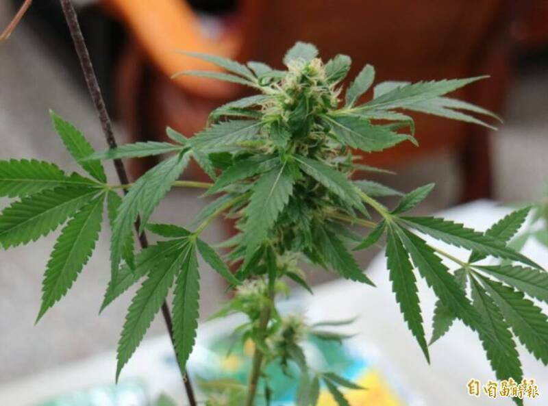 杨姓半导体公司总经理替毒枭运送2亿元大麻被逮。示意图（资料照）