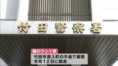 日本黑毛和牛逃走中! 警方:怀孕母牛很兴奋要小心